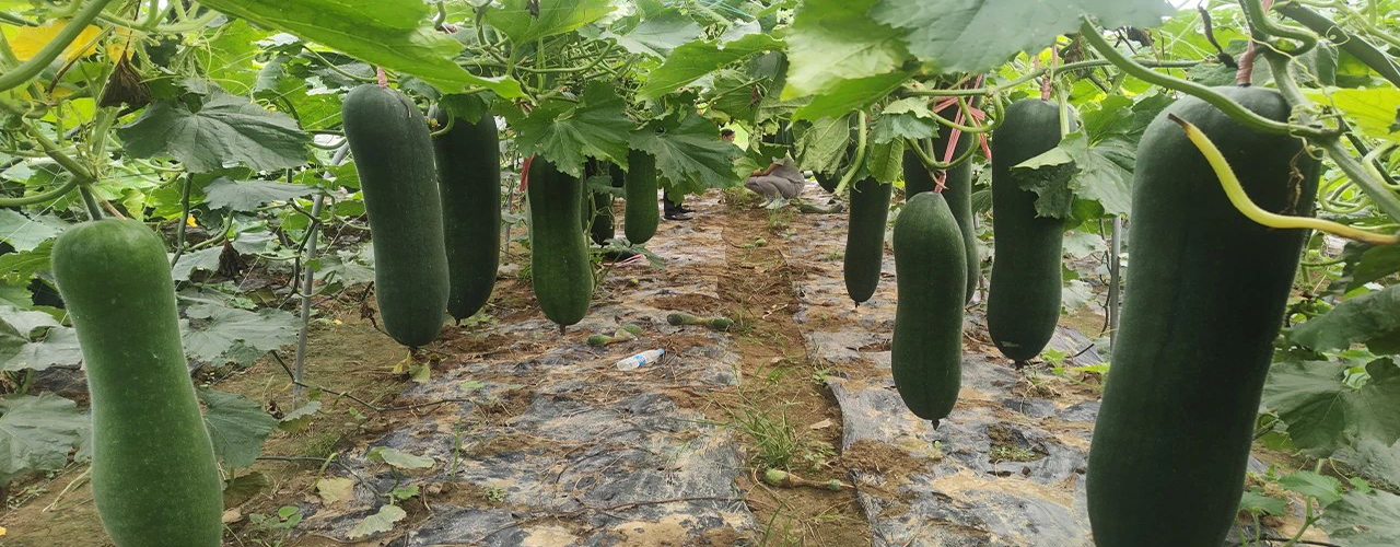 冬瓜丰收