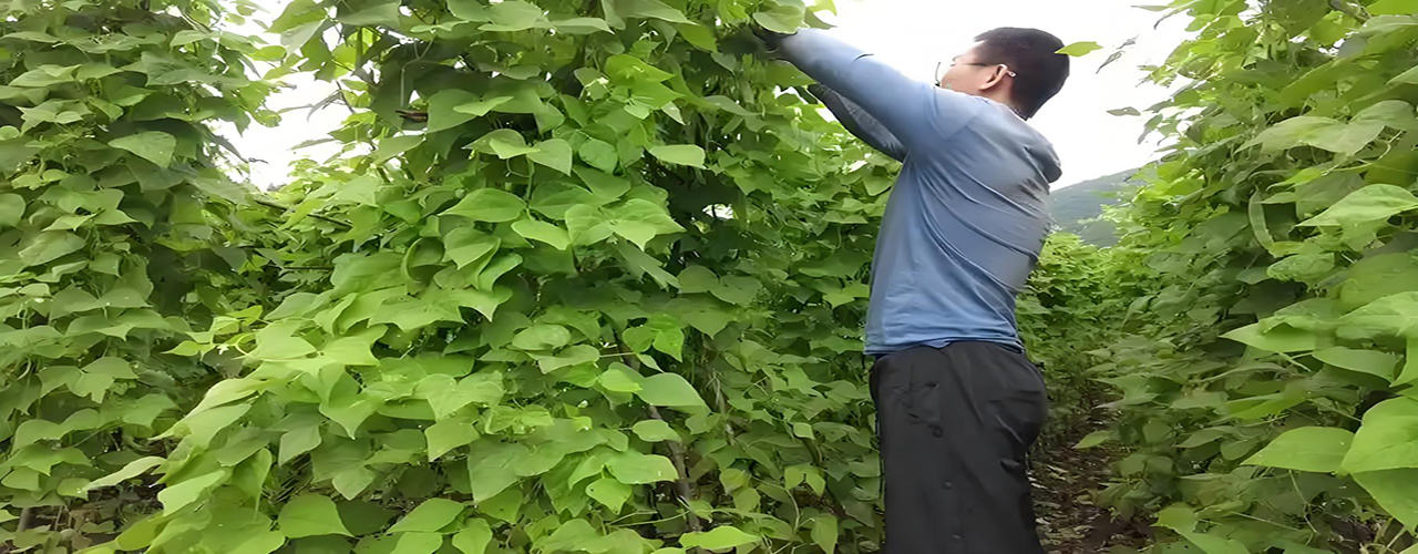 豆角丰收